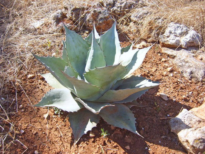 A photo of Agave ovatifolia