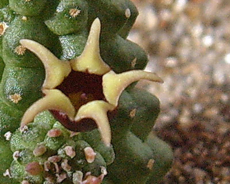 Una foto de Echidnopsis radians  