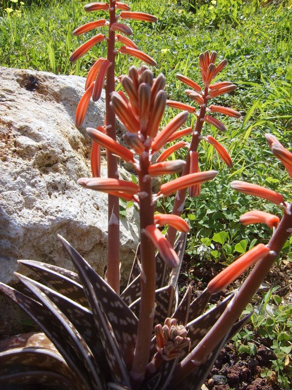 A photo of Aloe variegata