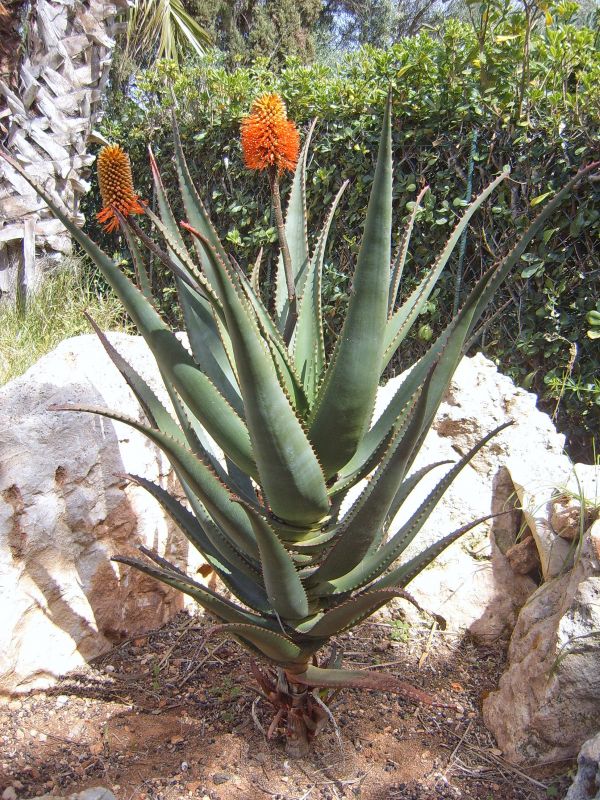 Una foto de Aloe rupestris