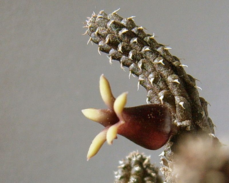 Una foto de Echidnopsis watsonii  