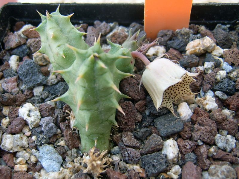 Una foto de Huernia macrocarpa subsp. concinna