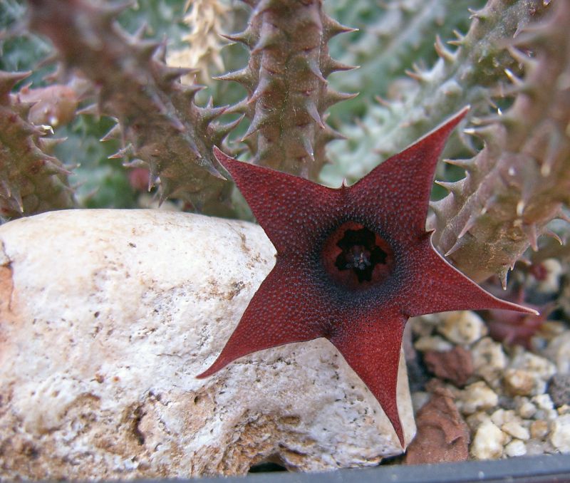 Una foto de Huernia pillansii x Huernia pendula (HIBRIDO)