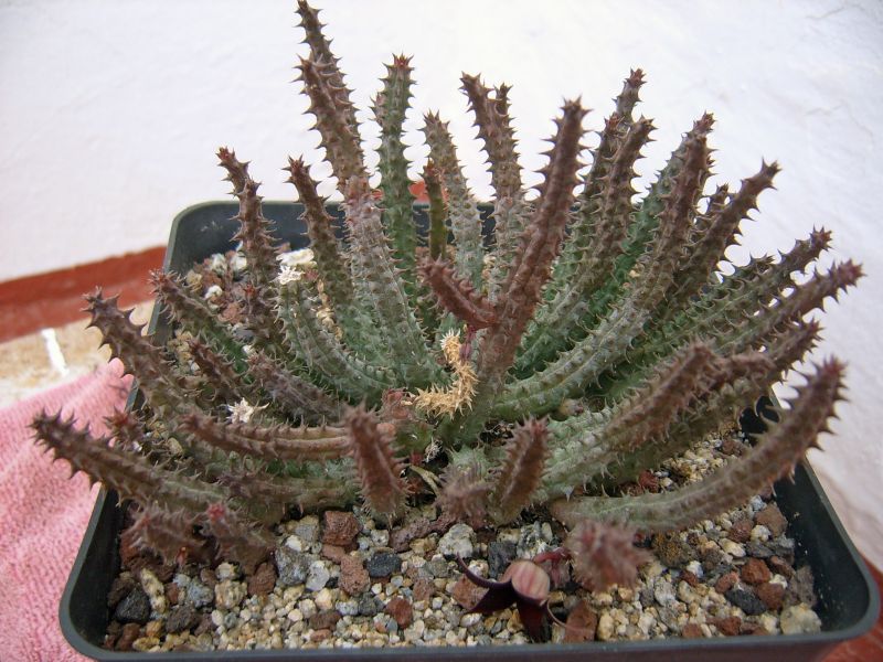 Una foto de Huernia pillansii x Huernia pendula (HIBRIDO)