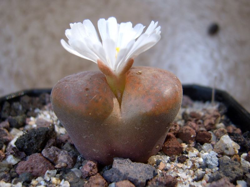 Una foto de Conophytum verrucosum