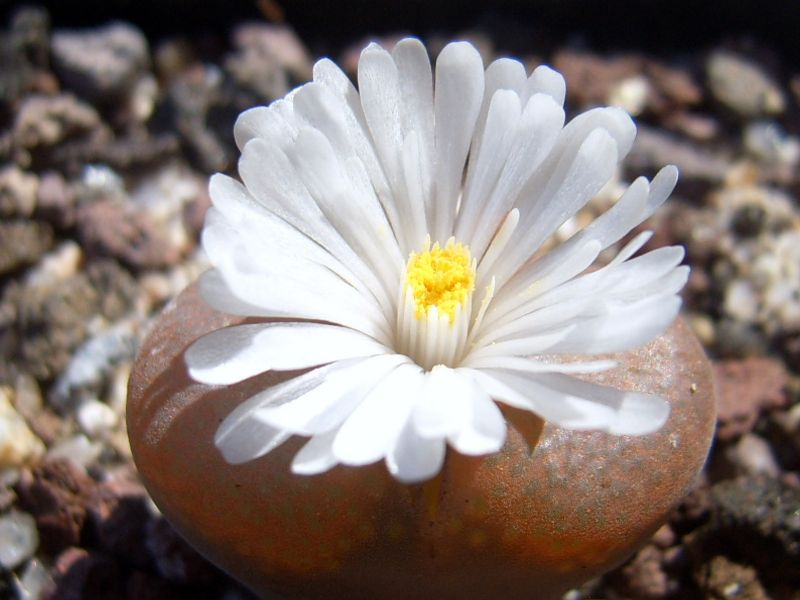 Una foto de Conophytum verrucosum
