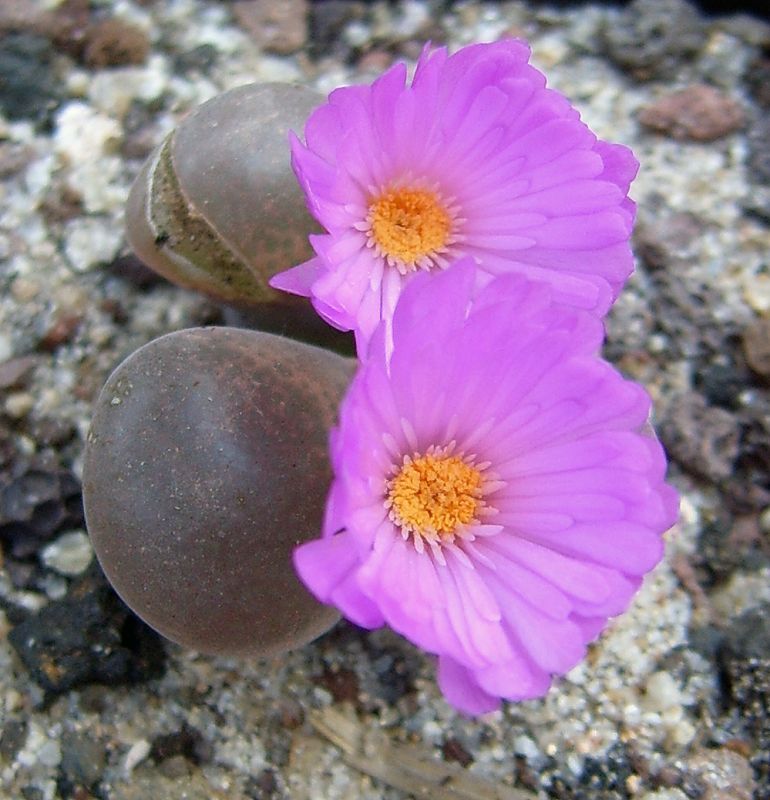 Una foto de Conophytum friedrichiae