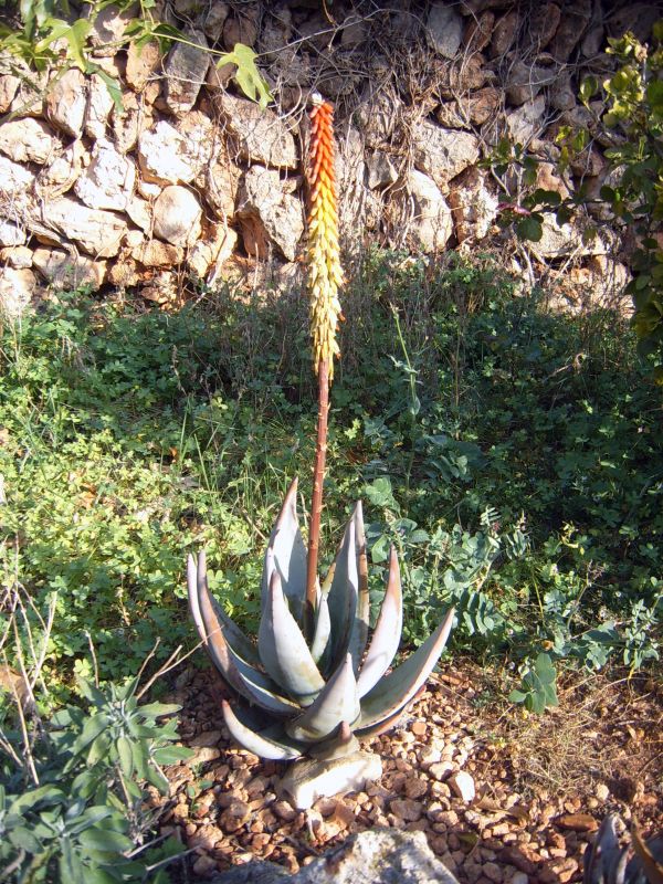 Una foto de Aloe petricola