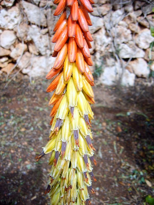 Una foto de Aloe petricola