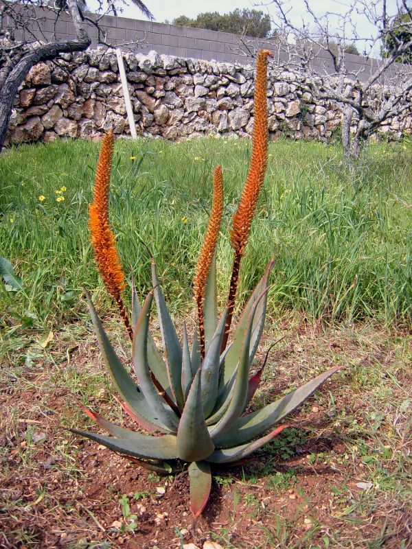 Una foto de Aloe castanea