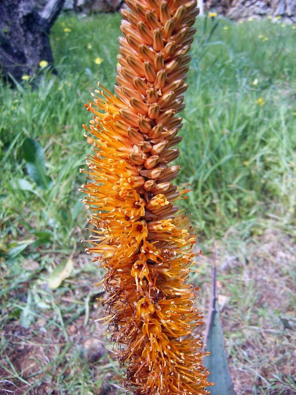 Una foto de Aloe castanea