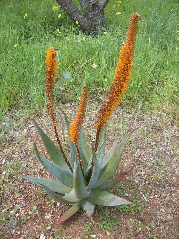 Una foto de Aloe castanea