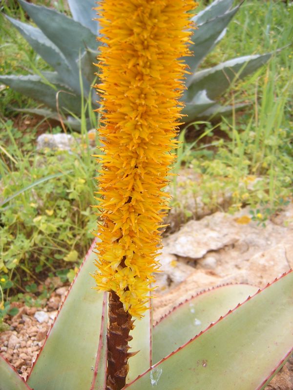 A photo of Aloe alooides
