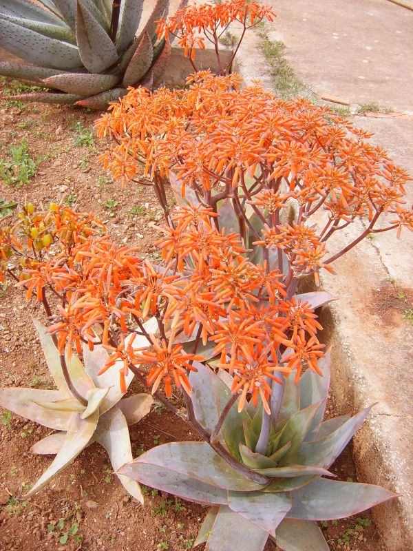 Una foto de Aloe striata subsp. striata