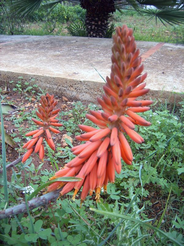 Una foto de Aloe rubroviolacea