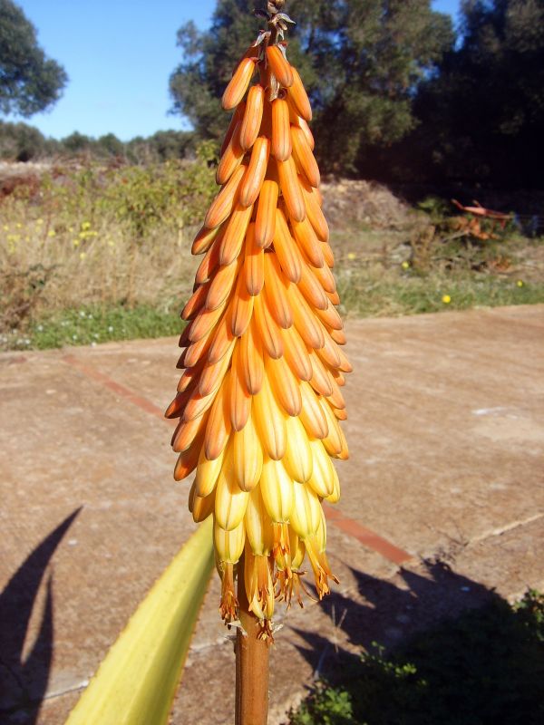 Una foto de Aloe kaokoensis