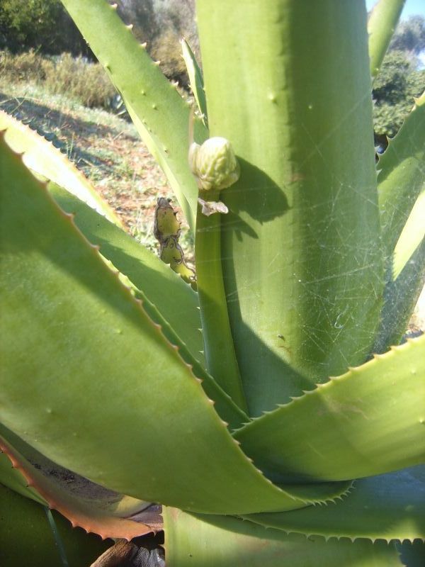 Una foto de Aloe kaokoensis