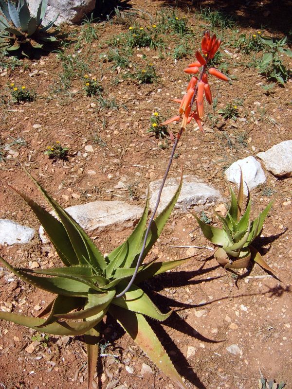 Una foto de Aloe lolwensis