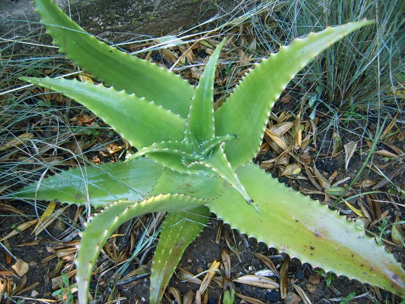 Una foto de Aloe lolwensis