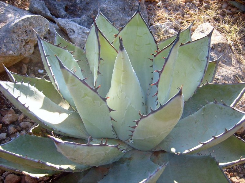 Photo of a cactus currently being identified