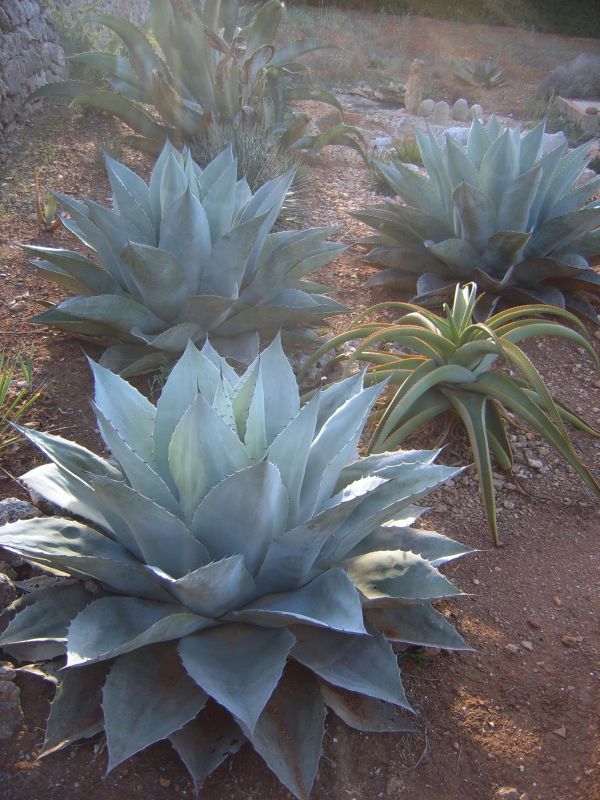 Una foto de Agave ovatifolia