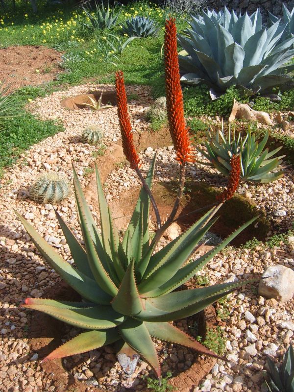 Photo of a cactus currently being identified