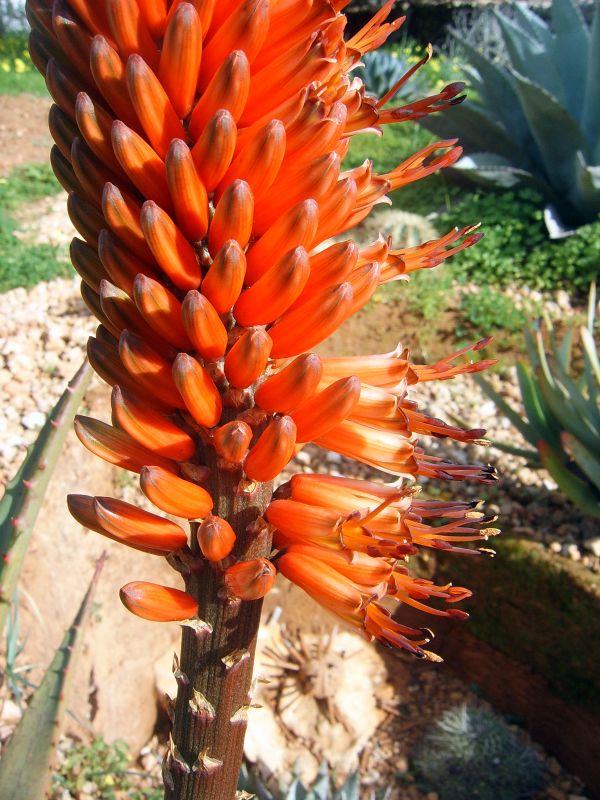 Photo of a cactus currently being identified