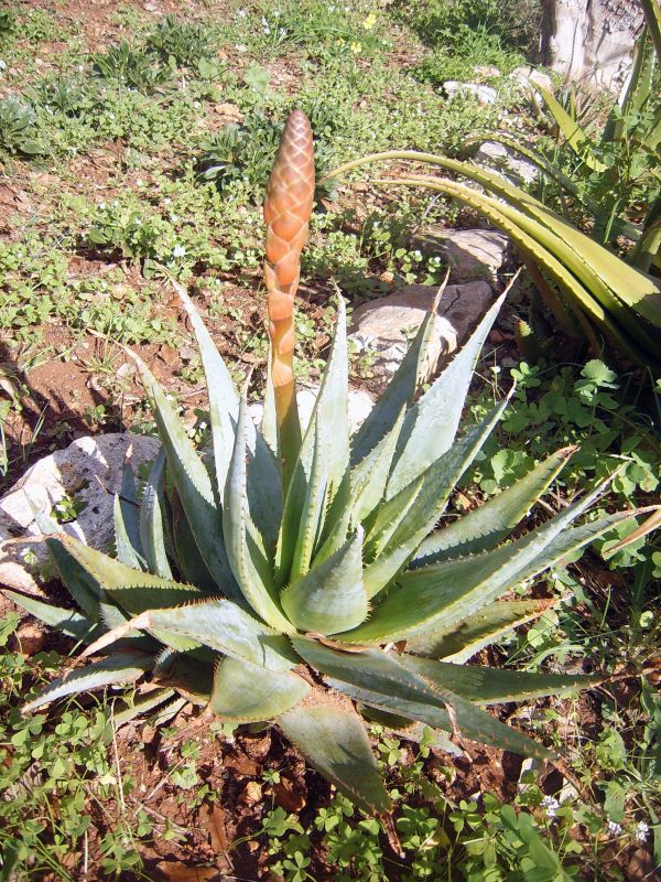 Foto de un cactus que se está identificando actualmente