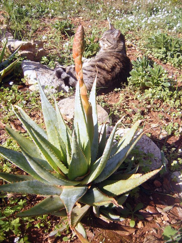 Foto de un cactus que se está identificando actualmente