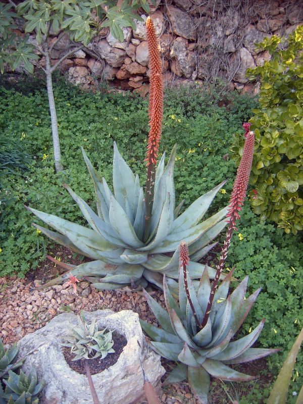 Una foto de Aloe petricola