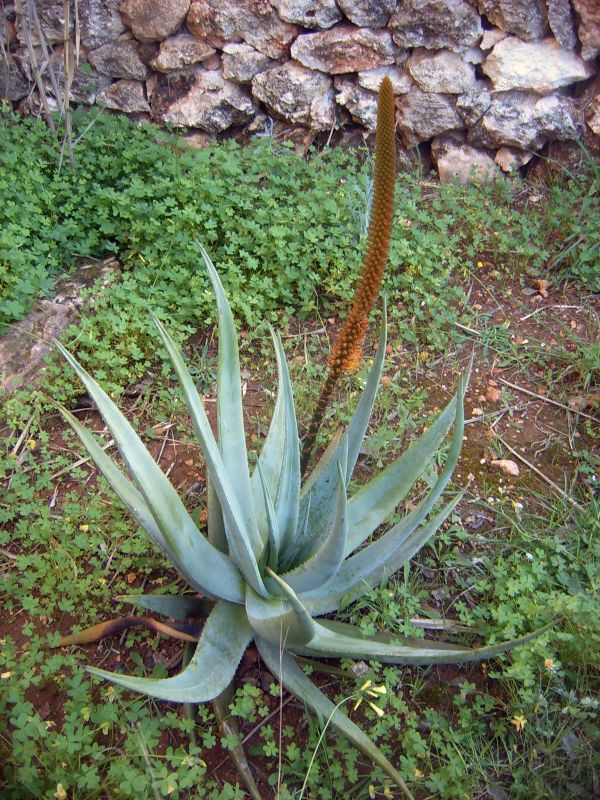 Foto de un cactus que se está identificando actualmente