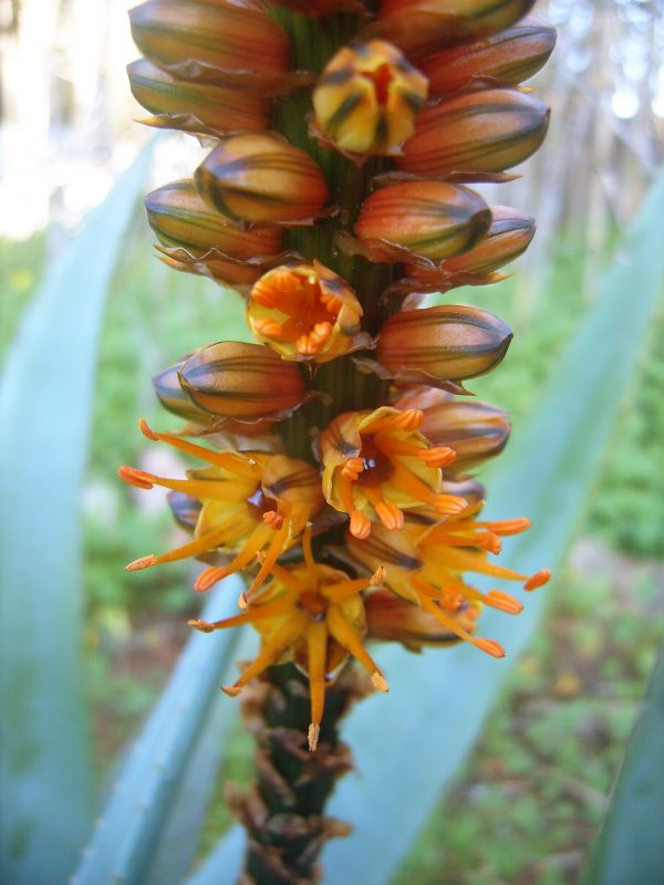 Foto de un cactus que se está identificando actualmente