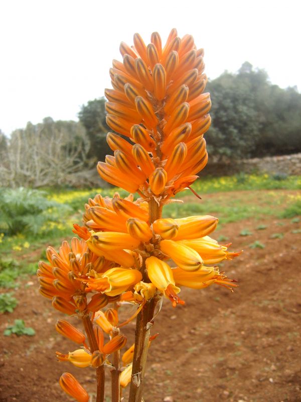 A photo of Aloe kaokoensis
