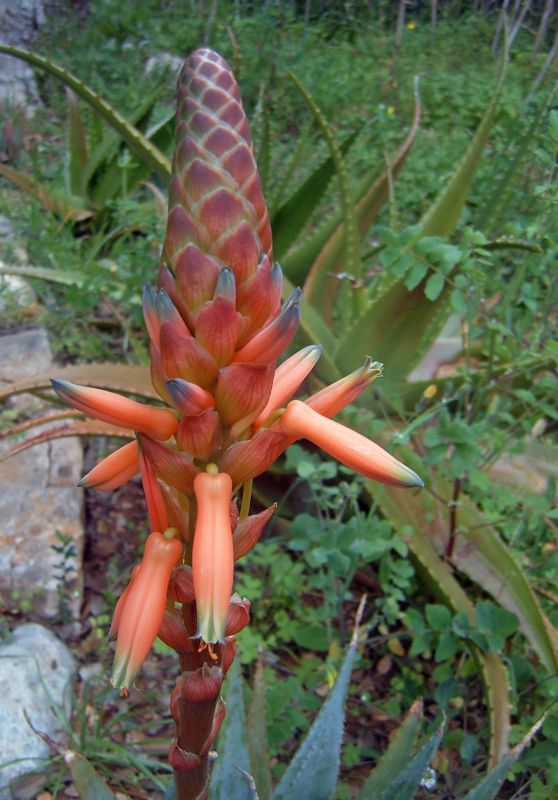 Foto de un cactus que se está identificando actualmente