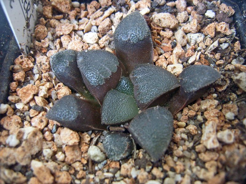 Una foto de Haworthia bayeri