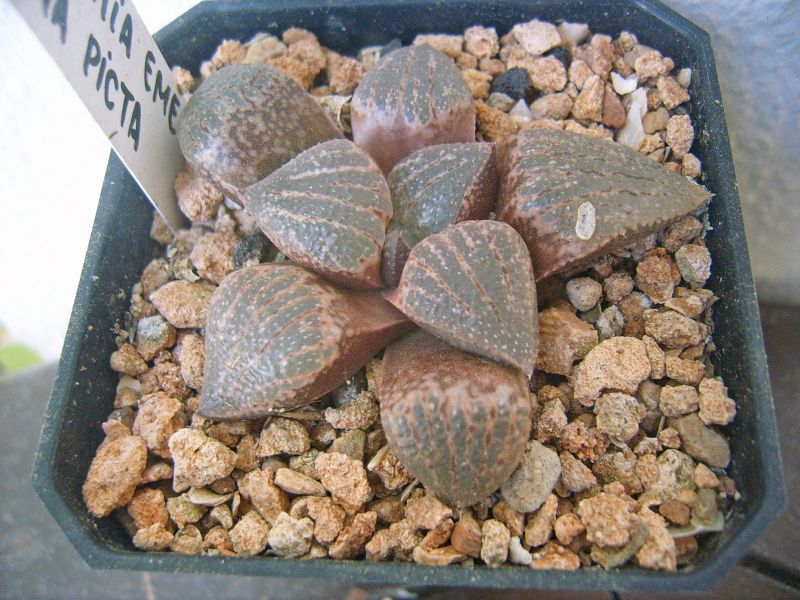 Foto de un cactus que se está identificando actualmente