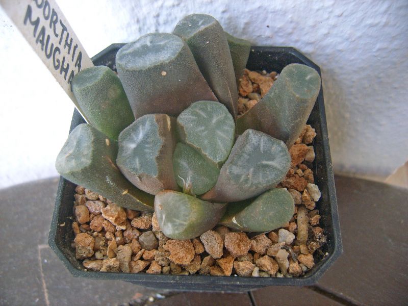Foto de un cactus que se está identificando actualmente