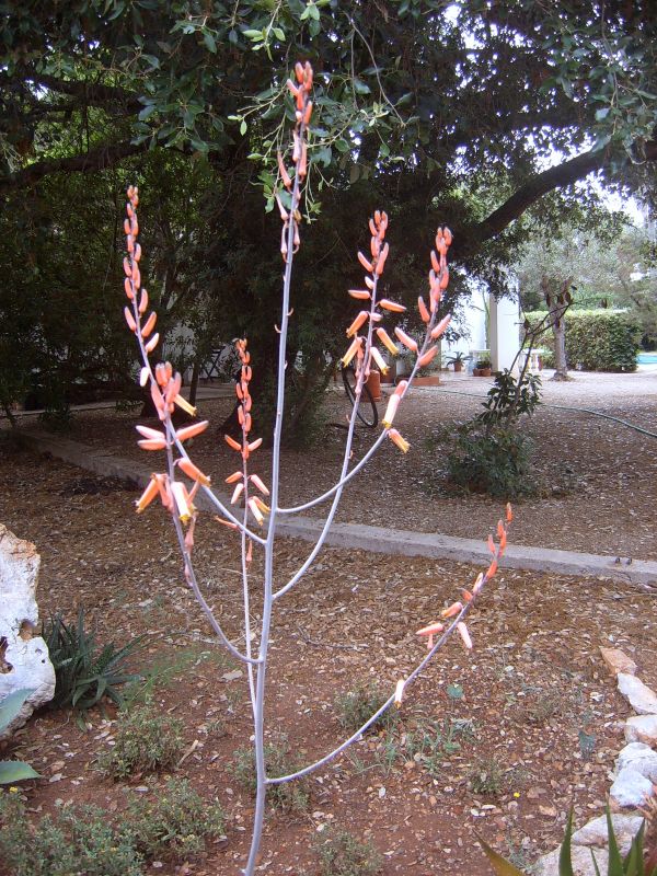 A photo of Aloe lolwensis