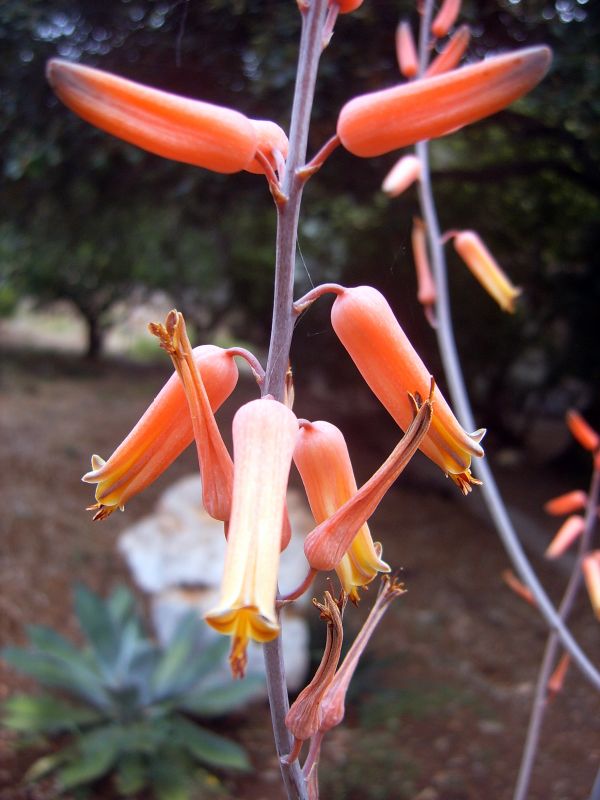 A photo of Aloe lolwensis