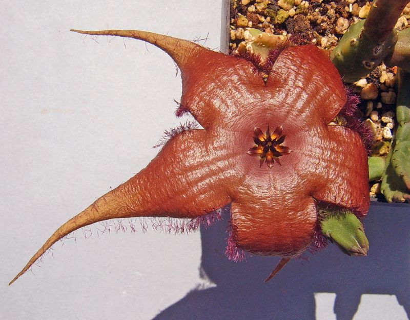 Una foto de Stapelia schinzii var. angolensis
