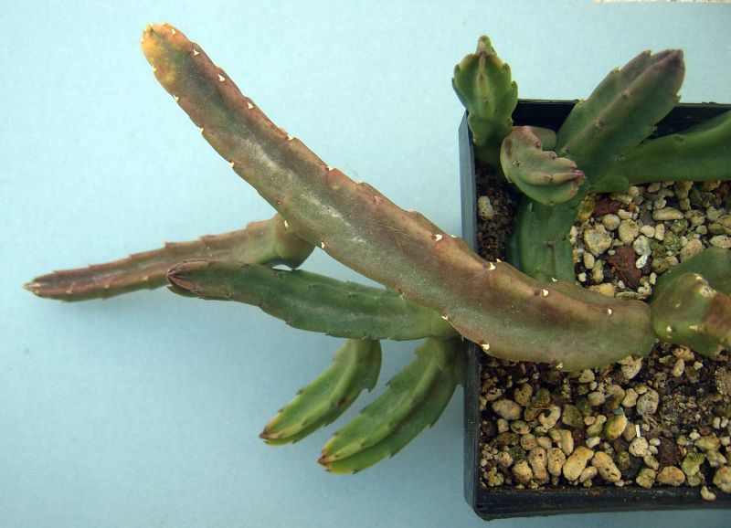 Una foto de Stapelia schinzii var. angolensis