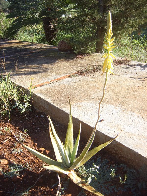 Foto de un cactus que se está identificando actualmente