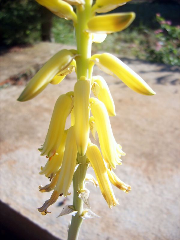 Foto de un cactus que se está identificando actualmente