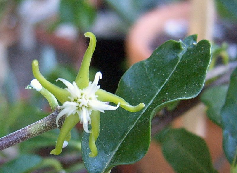 A photo of Fockea edulis