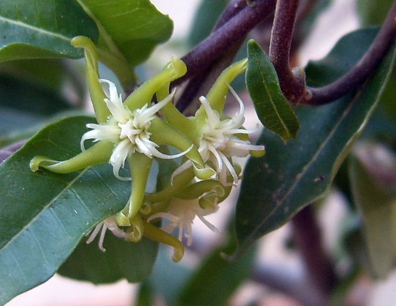 A photo of Fockea edulis