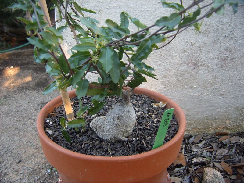 A photo of Fockea edulis