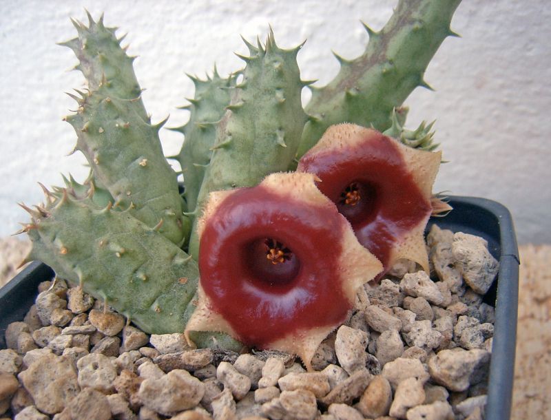 A photo of Huernia somalica  
