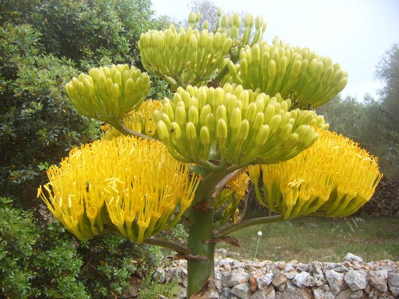 Foto de un cactus que se está identificando actualmente