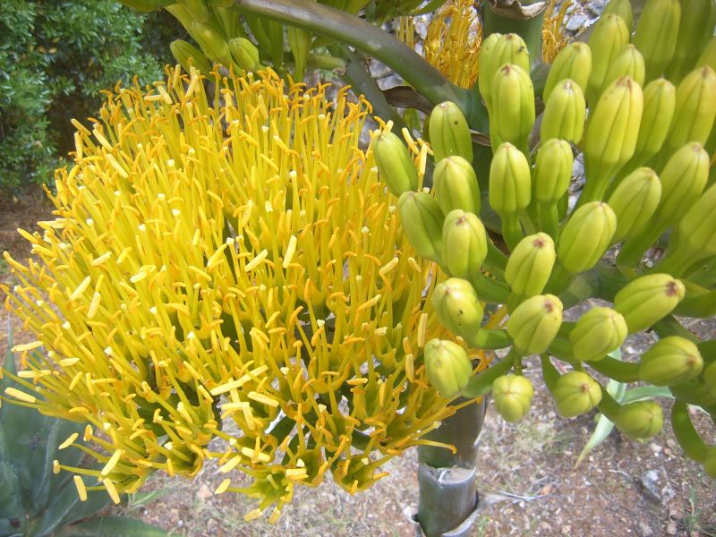 Foto de un cactus que se está identificando actualmente