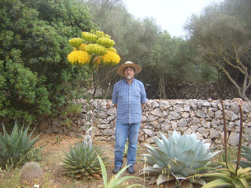 Foto de un cactus que se está identificando actualmente